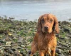 Cockapoo