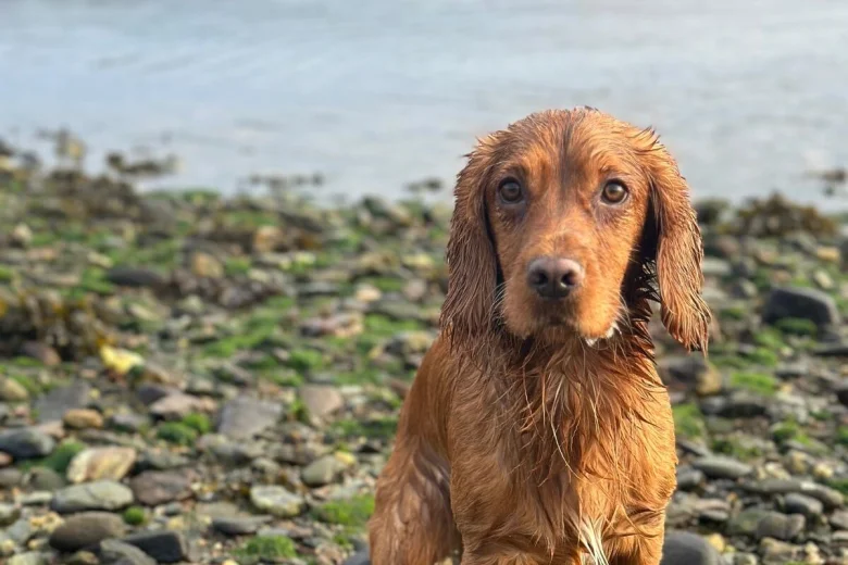 Cockapoo