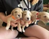 Cockapoo
