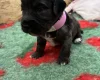 Cockapoo