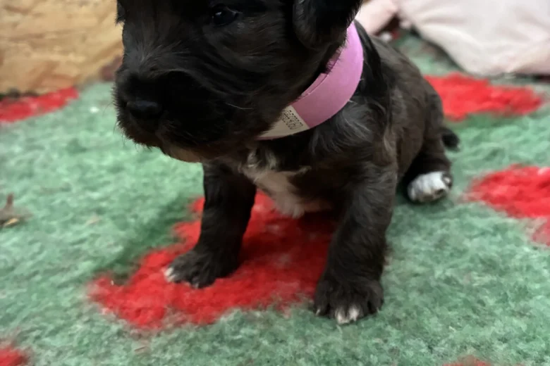 Cockapoo