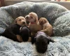 Cockapoo