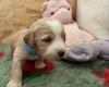 Cockapoo