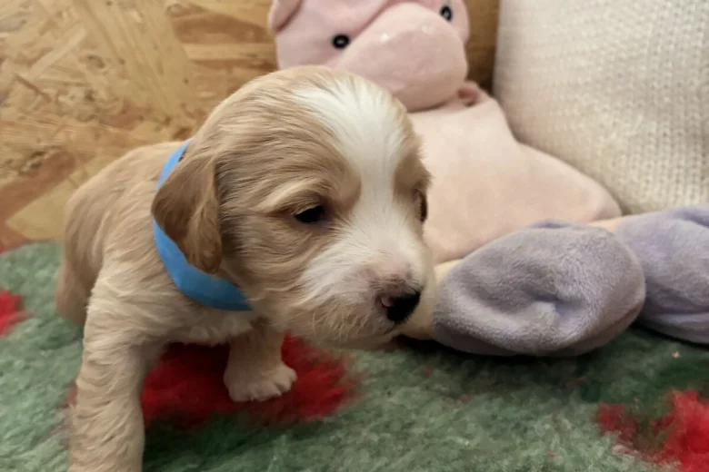Cockapoo