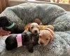 Cockapoo