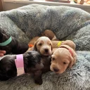 Cockapoo