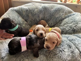 Cockapoo