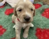 Cockapoo