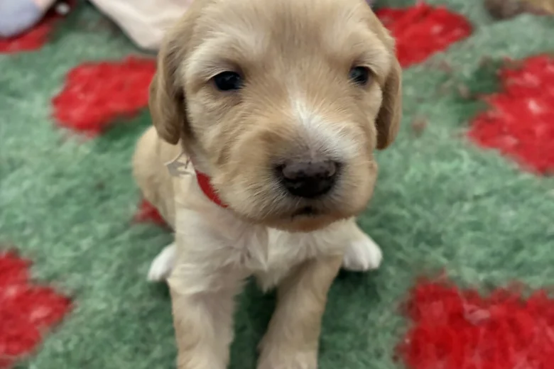 Cockapoo