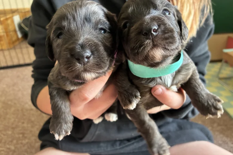 Cockapoo