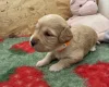 Cockapoo