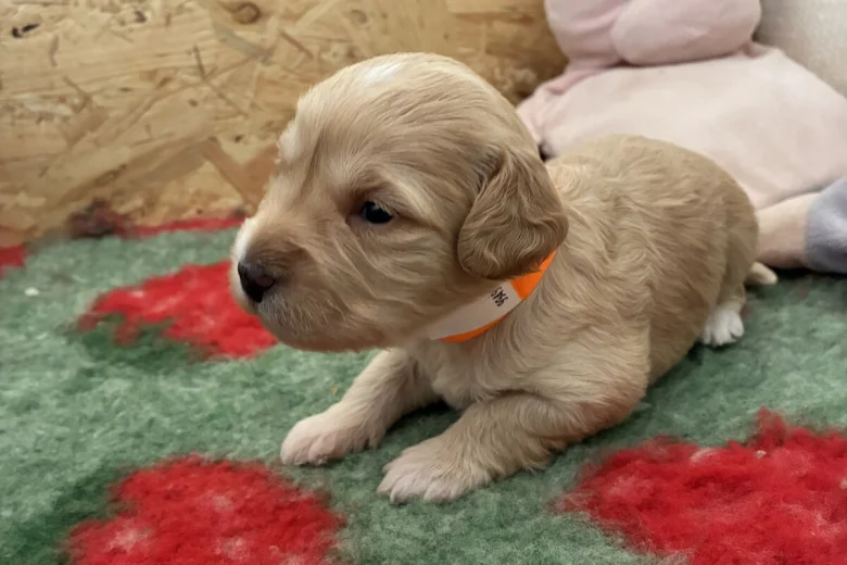 Cockapoo