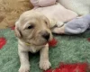 Cockapoo