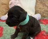 Cockapoo