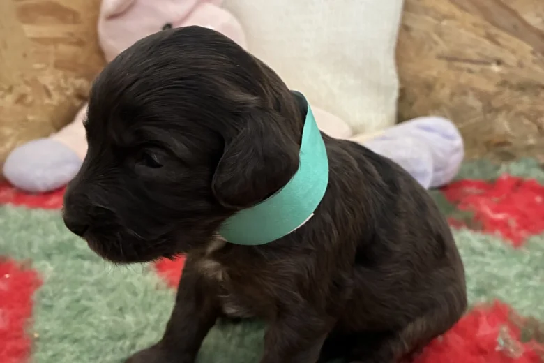 Cockapoo