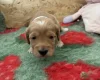 Cockapoo
