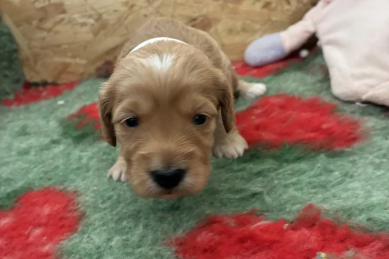 Cockapoo