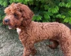 Cavapoo