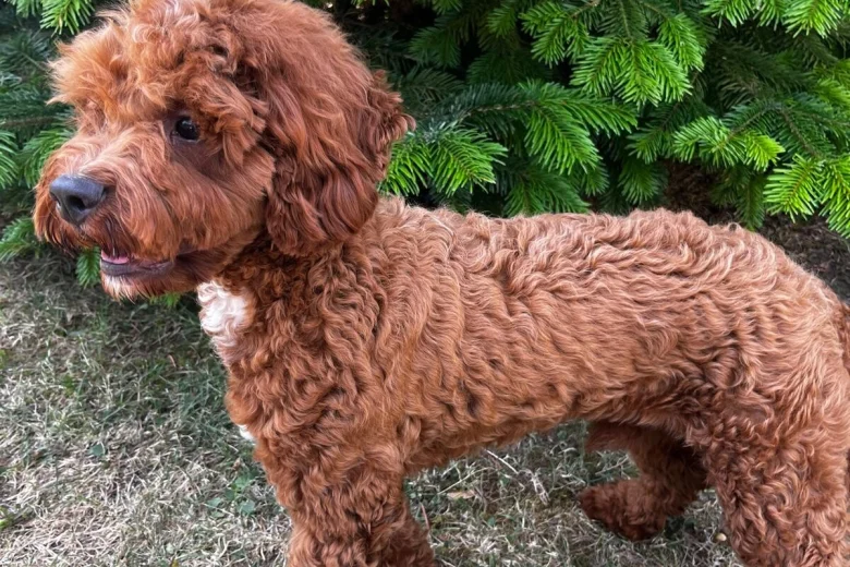Cavapoo