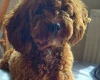 Cavapoo