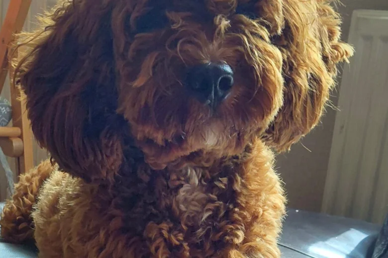 Cavapoo