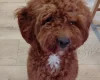Cavapoo