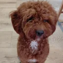 Cavapoo