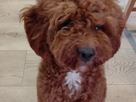 Cavapoo