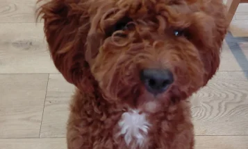 Cavapoo