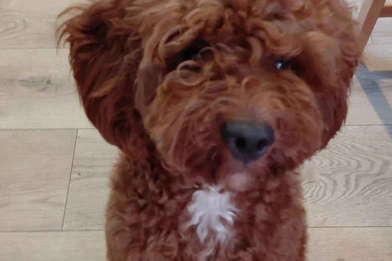 Cavapoo