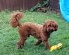 Cavapoo