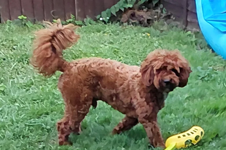 Cavapoo