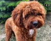 Cavapoo