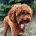 Cavapoo