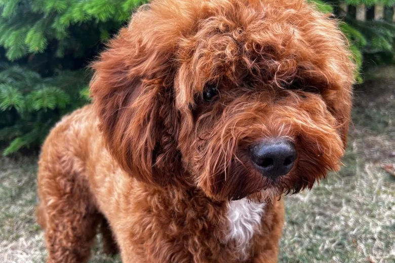 Cavapoo