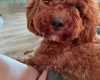 Cavapoo