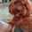 Cavapoo