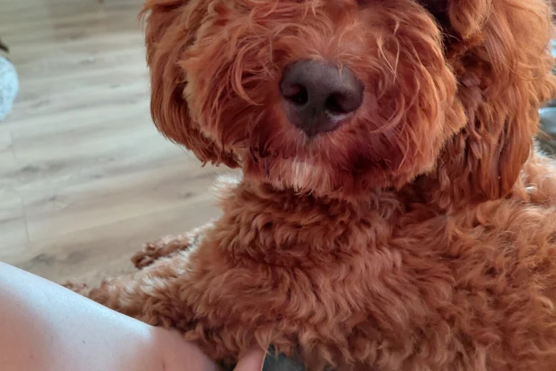 Cavapoo