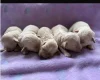 Maltipoo