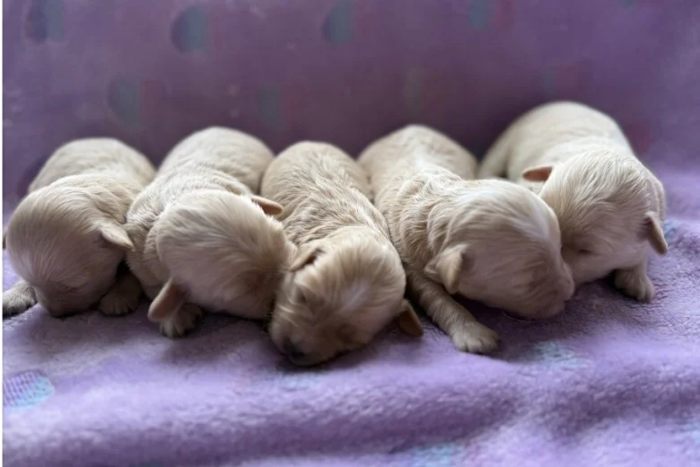 Maltipoo