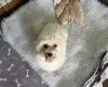 Maltipoo