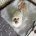 Maltipoo