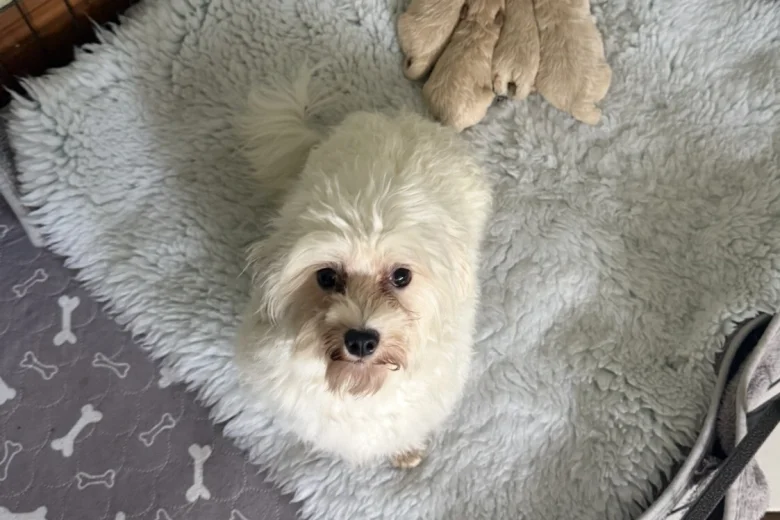 Maltipoo