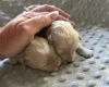 Maltipoo
