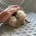 Maltipoo