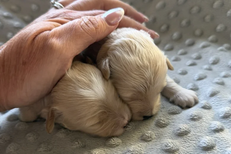 Maltipoo