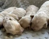Maltipoo