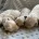 Maltipoo