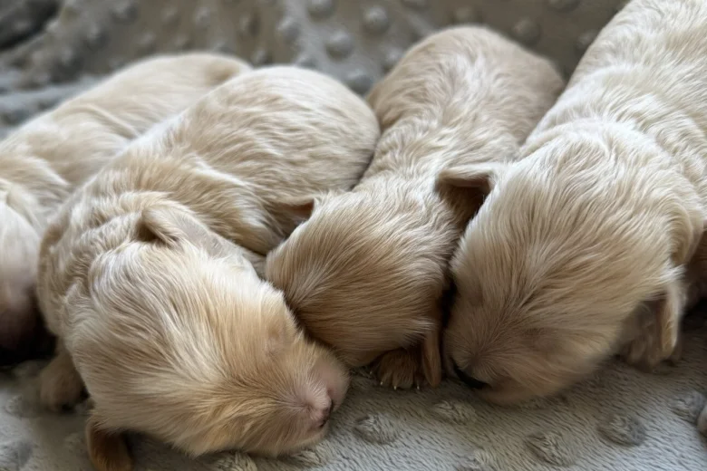 Maltipoo