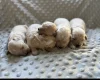 Maltipoo